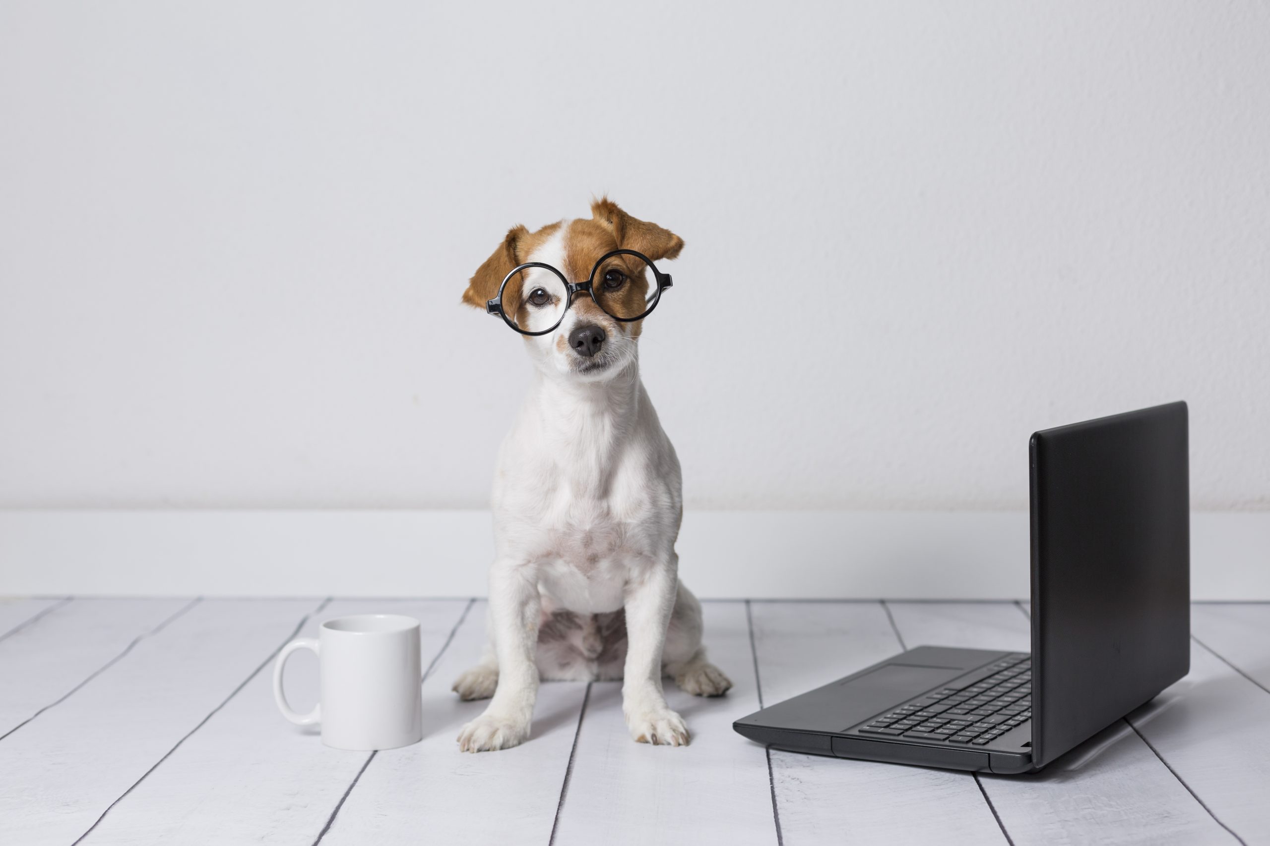 Is your dog smarter than a chimpanzee?