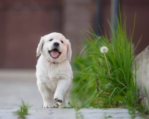 Blog 10 How to socialize a puppy while social distancing - Raising Rover Dog Training