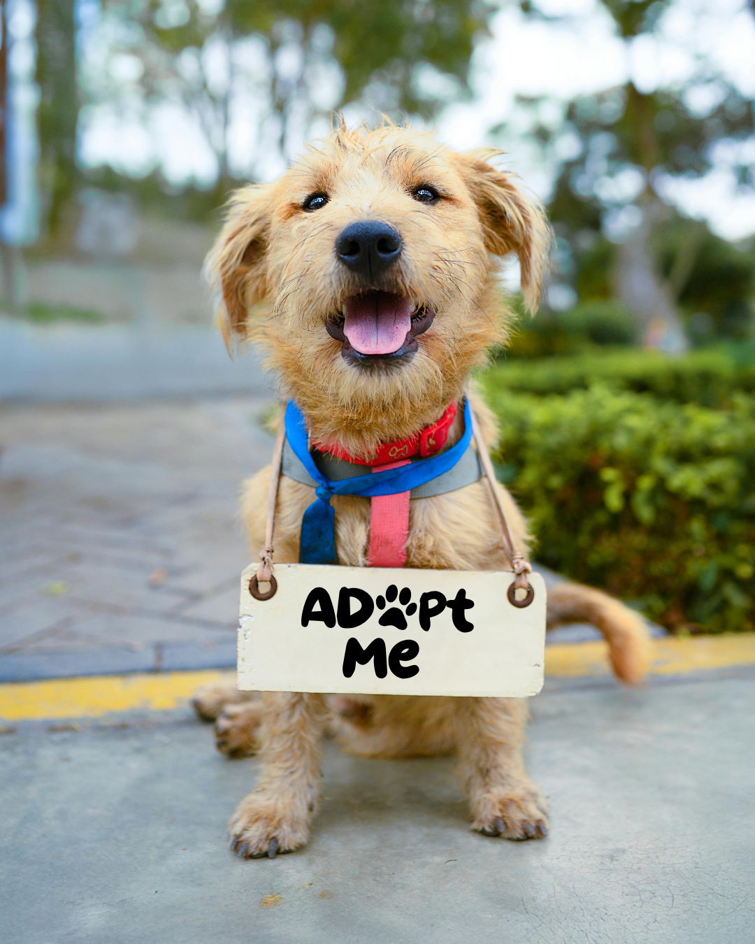 Rescue Dogs 2 1