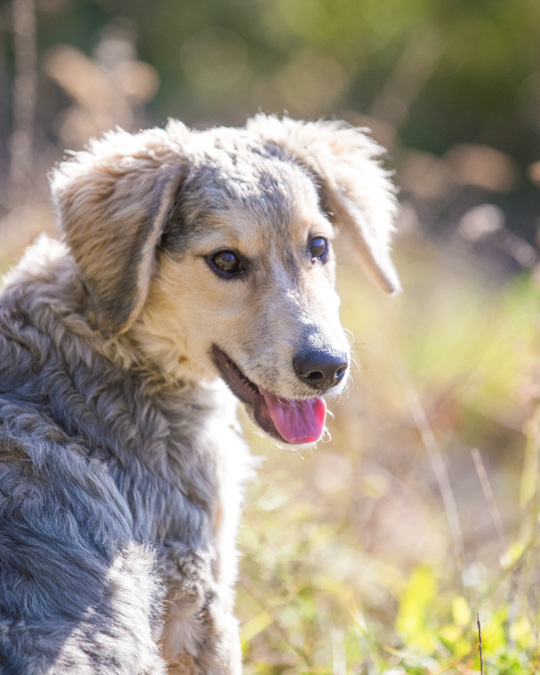 Rescue Dogs 4 8